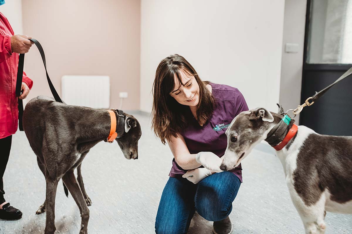 female vet giving treats to two greyhounds indoors