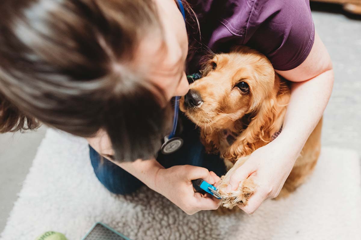 female vet clipping dogs nails while the dog looks up at her