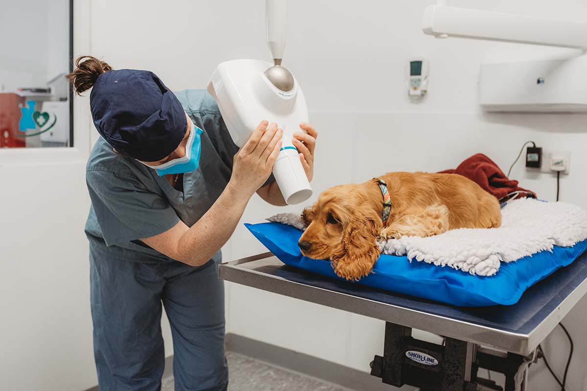 vet surgery female taking dental X-ray of golden cocker spaniel puppy