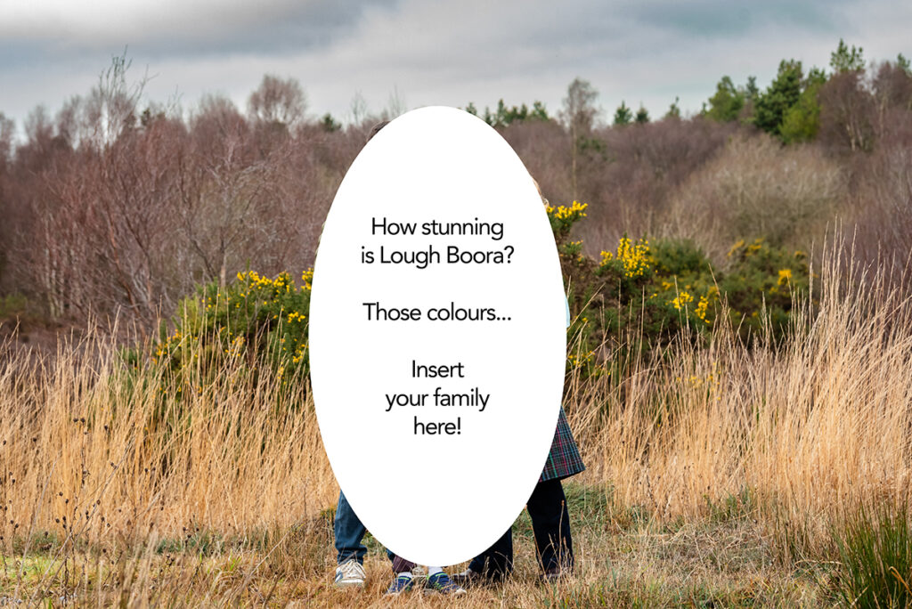 Lough Boora Discovery Park in winter, long grasses, yellow and purple heathers, evergreen trees and moody cloudy sky.